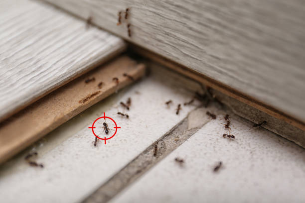 Best Pest Control Near Me  in Pleasant Hills, OH