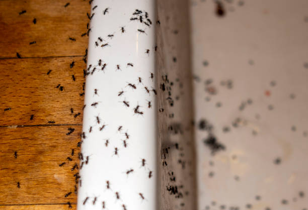 Best Pest Control for Restaurants  in Pleasant Hills, OH