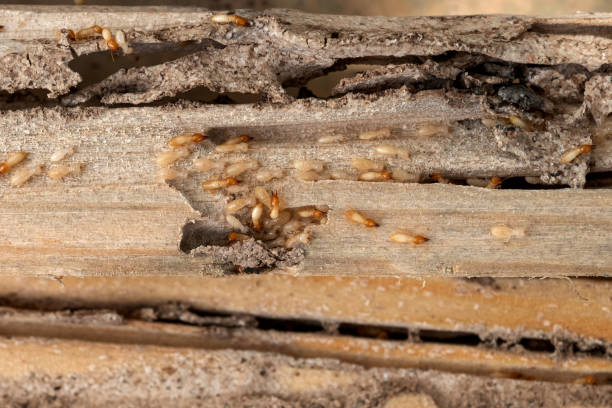 Best Wasp Removal Services  in Pleasant Hills, OH