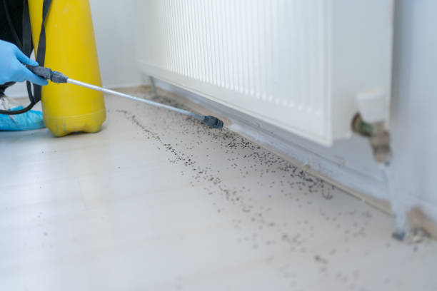 Best Termite Control Services  in Pleasant Hills, OH